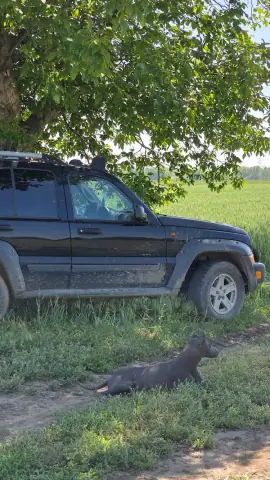 Our Jeep